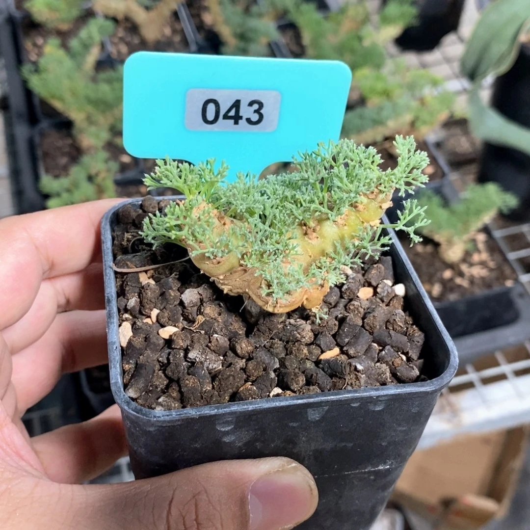 白皮越界多肉植物