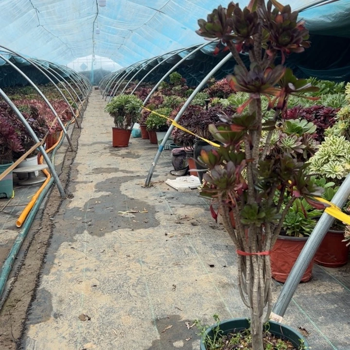 29黑法师多肉多肉多肉