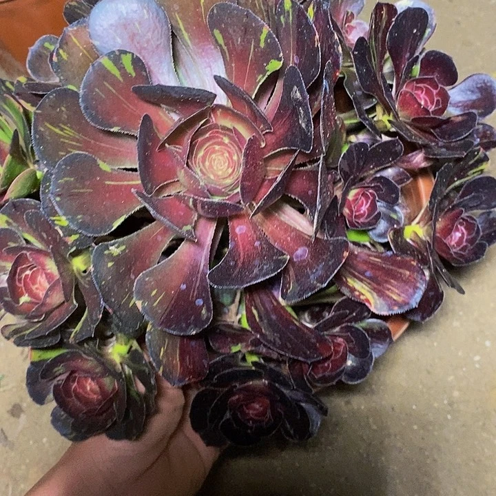 多肉植物保护研究所