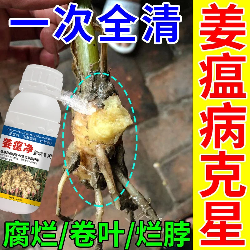 姜瘟清姜瘟净病全治生姜大姜专用菌剂烂根死苗药微生物菌剂肥