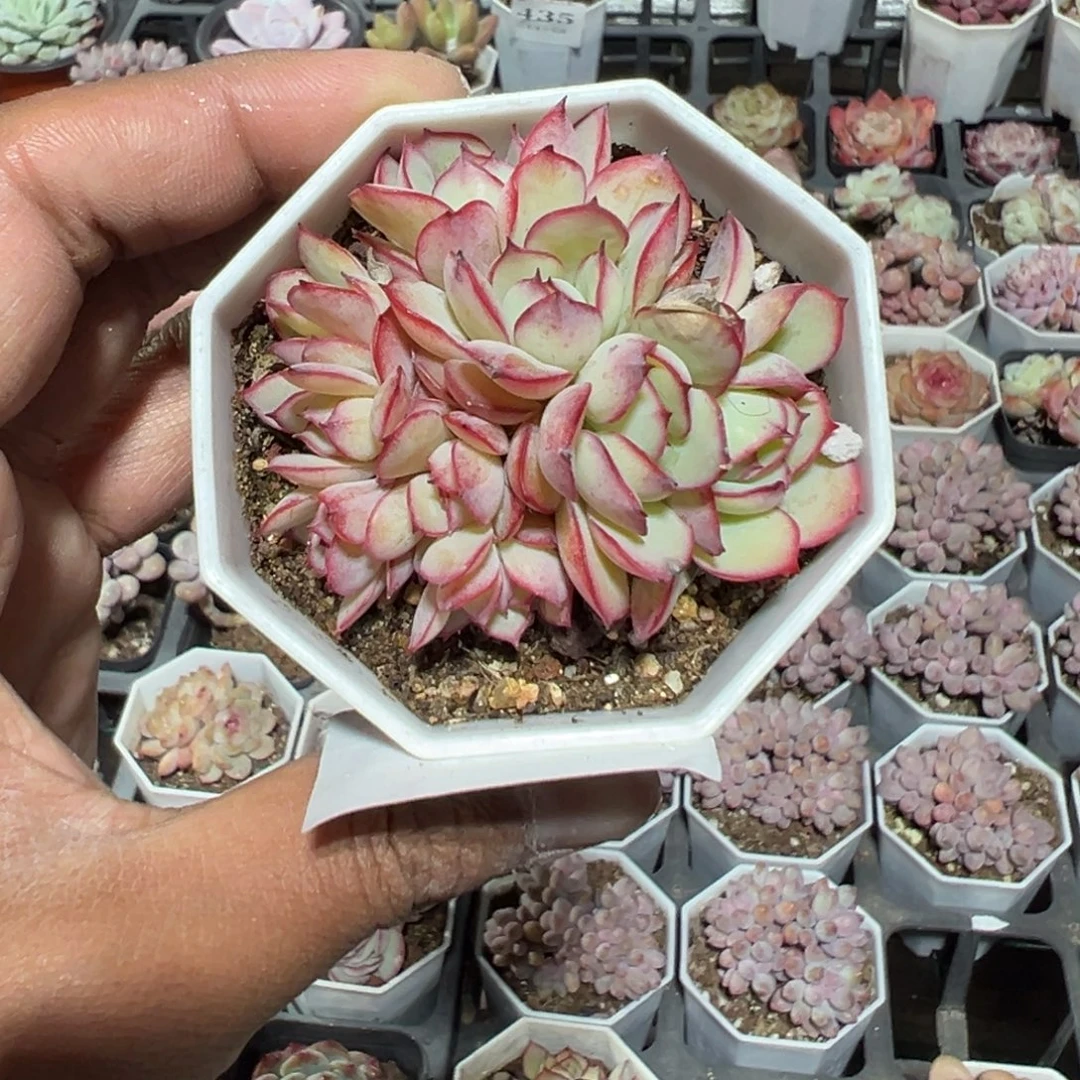 834号九头群生牡丹亭一物一拍满18包邮