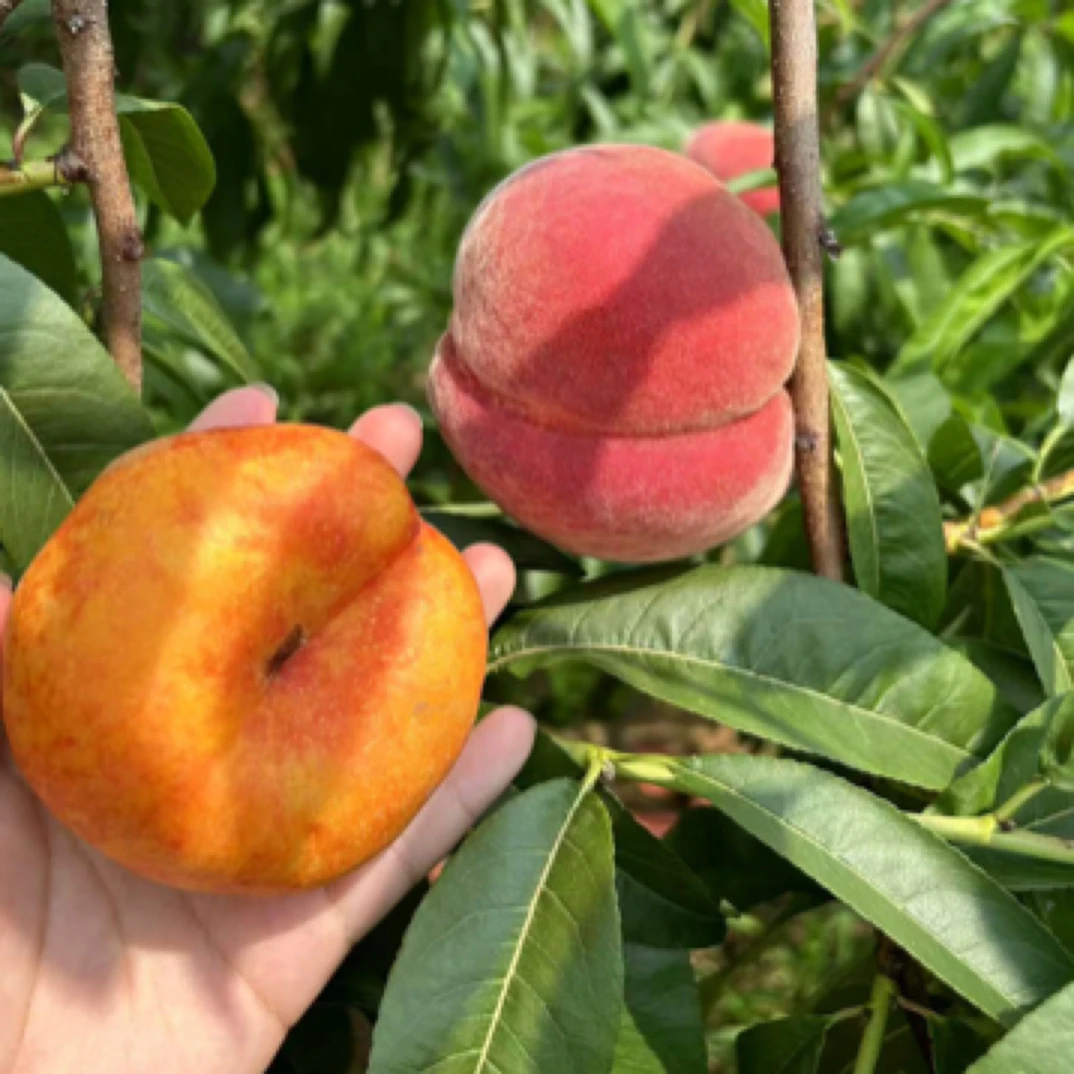 【顺丰直达】平谷油蟠和14号，油蟠脆甜，14号离合，两箱一起价格优惠！北京市