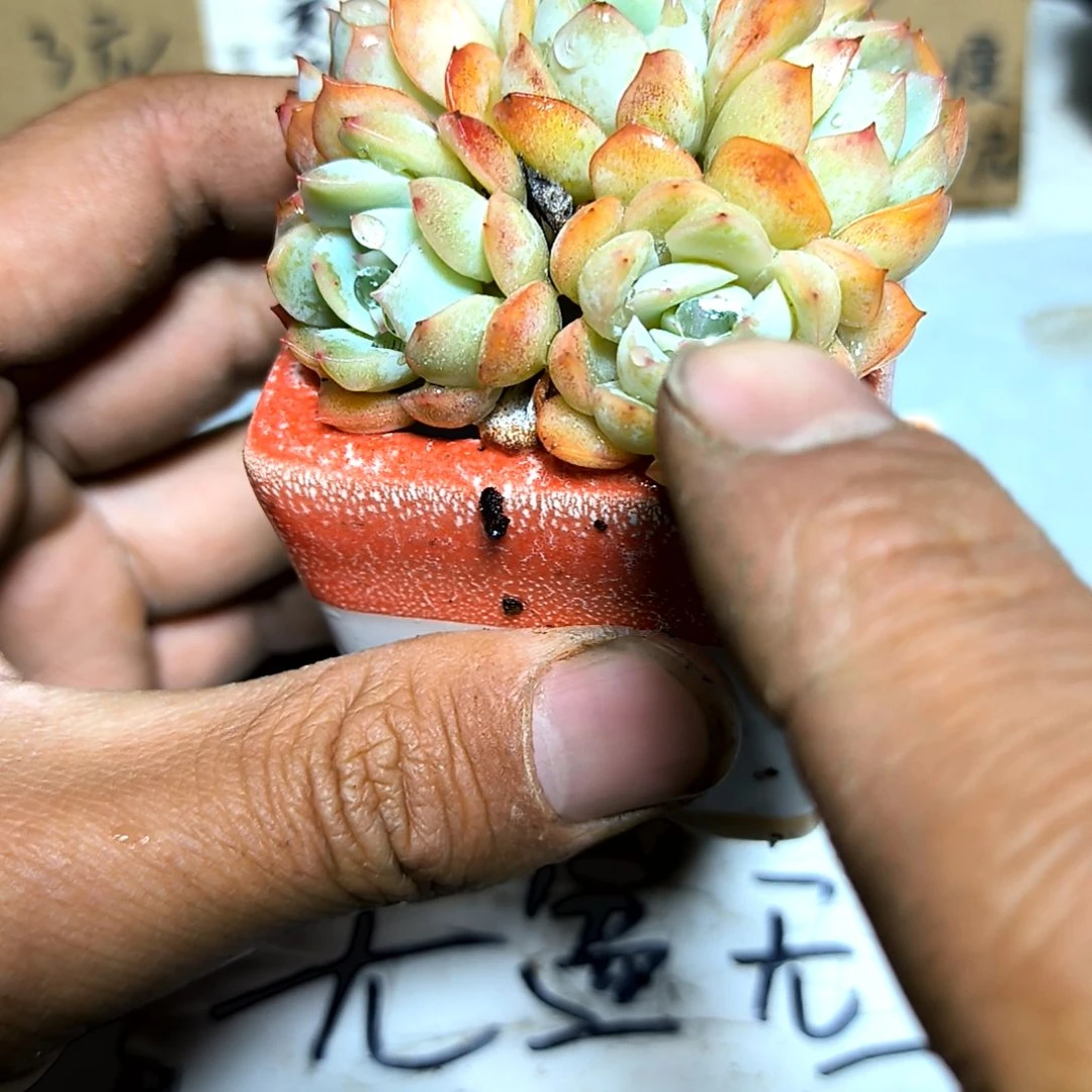 满6元包邮，水莲群