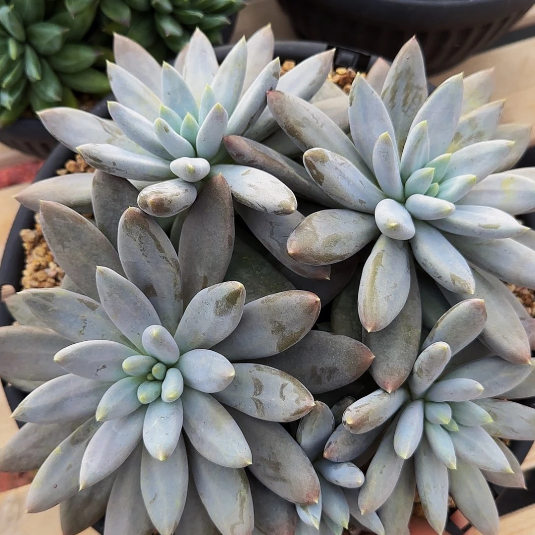 靓***肉回来咯哦哦哦哦哦哦哦哦哦哦呢