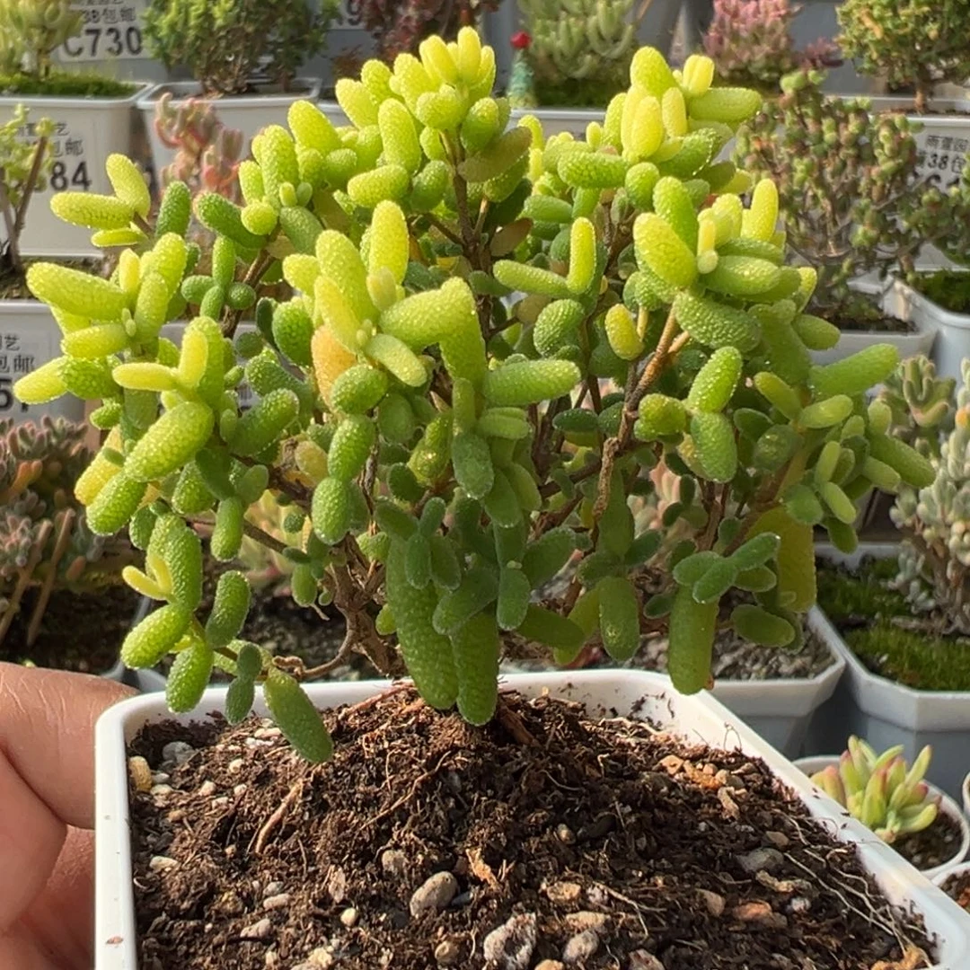 29-773糖球黄锦老桩七方盆