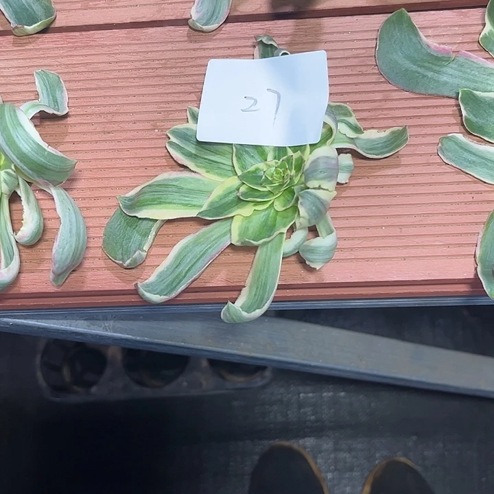 褂***兜恶魔之眼砍头多肉植物保护27