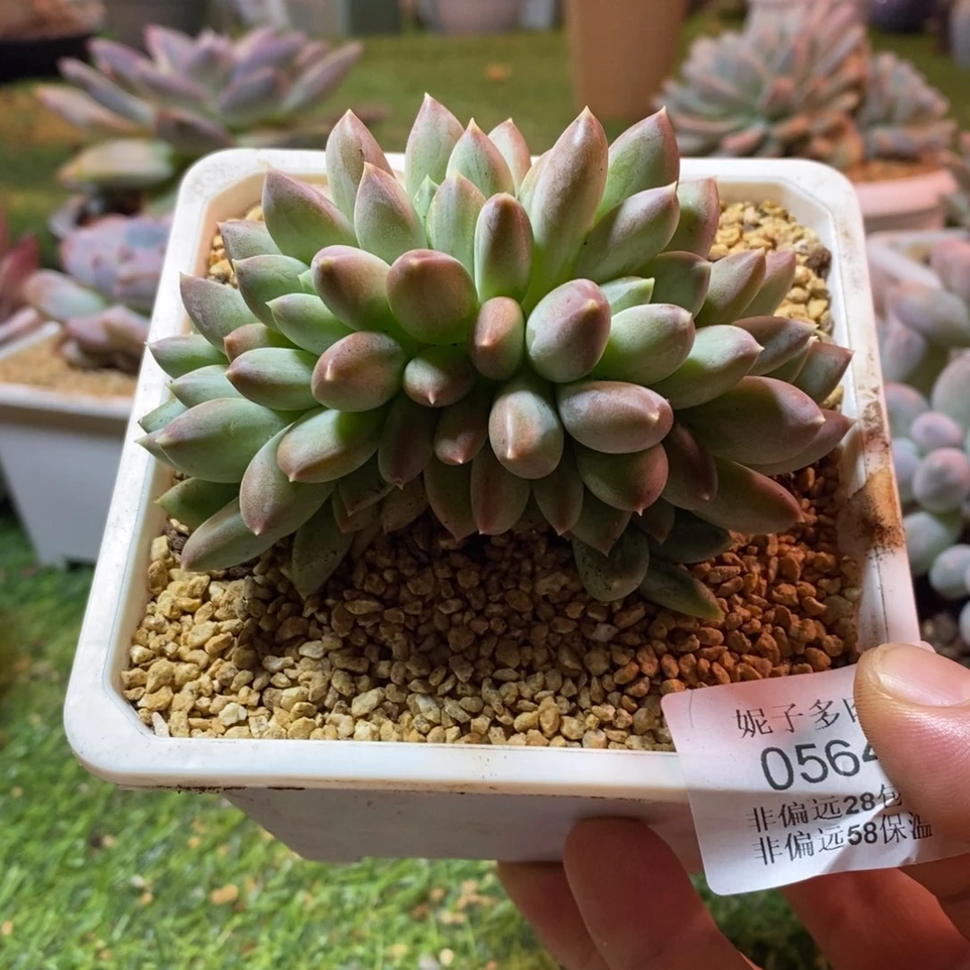 0564啊啊啊啊啊啊啊