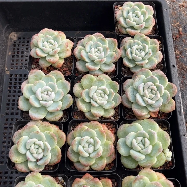 冰玉多肉七方盆一组13个018号