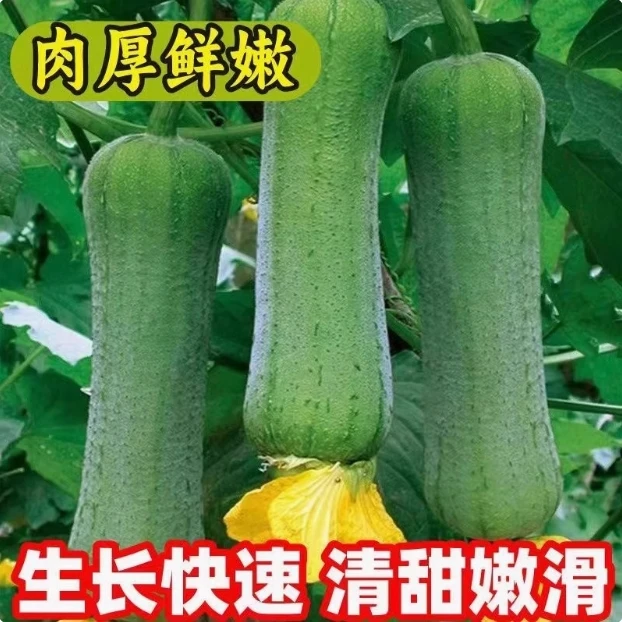 【全店满5包包邮】香嫩肉丝瓜种子短棒高产大长嫩香丝瓜苗农家阳