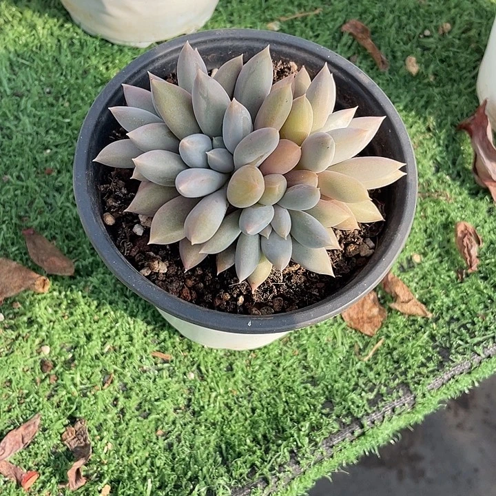 哥特朵 不带盆土满20包邮发货