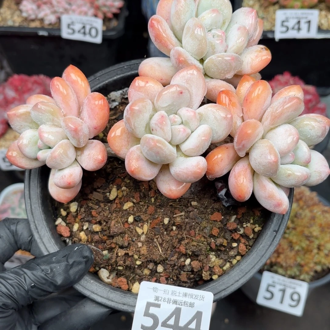香水老桩无盆土发货