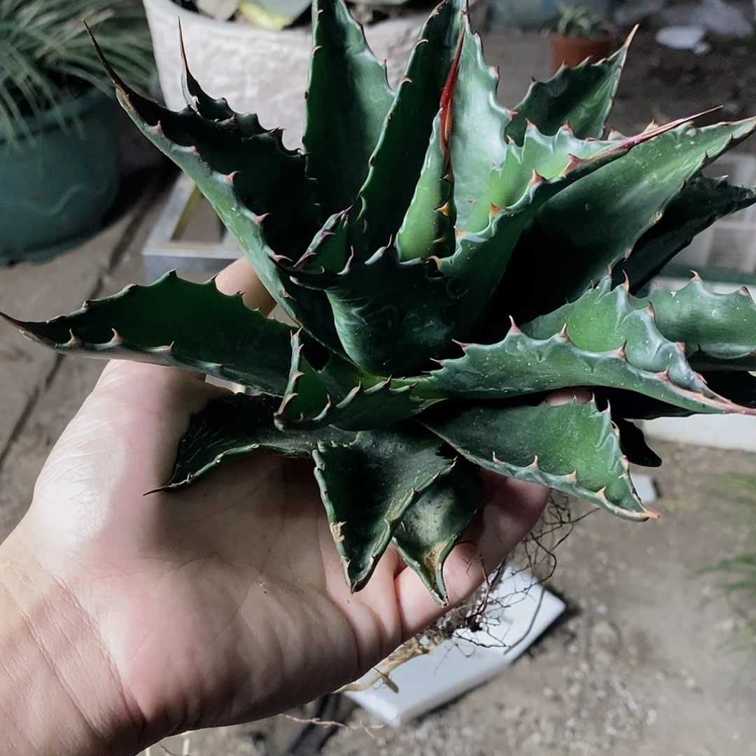 蓝***雨0766蒙塔娜一颗11111