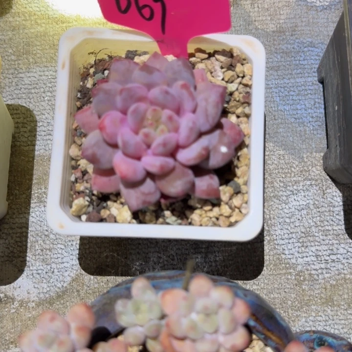069珍珠美人新号福利价