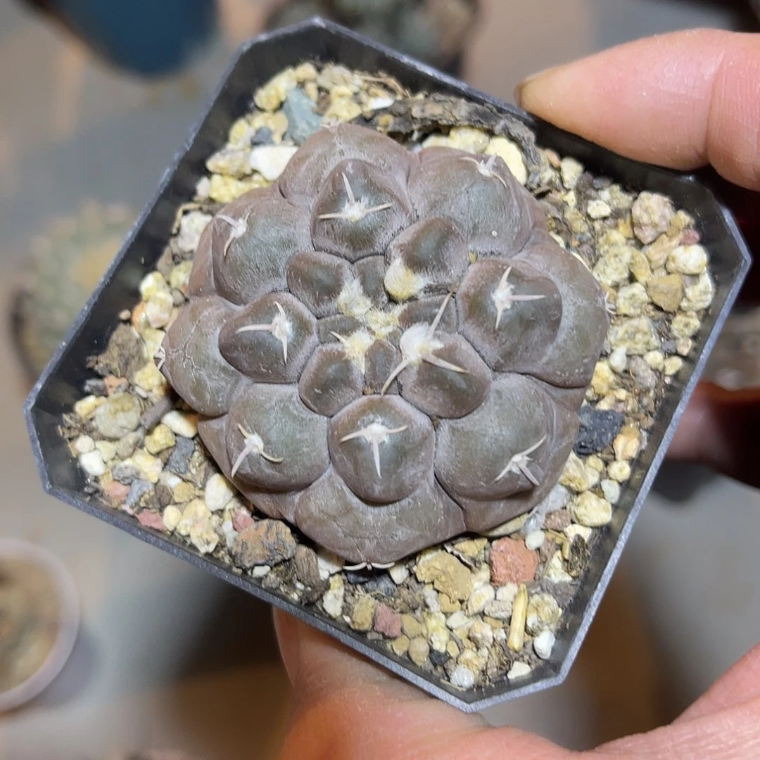 实生大尤龟甲铅皮仙人球