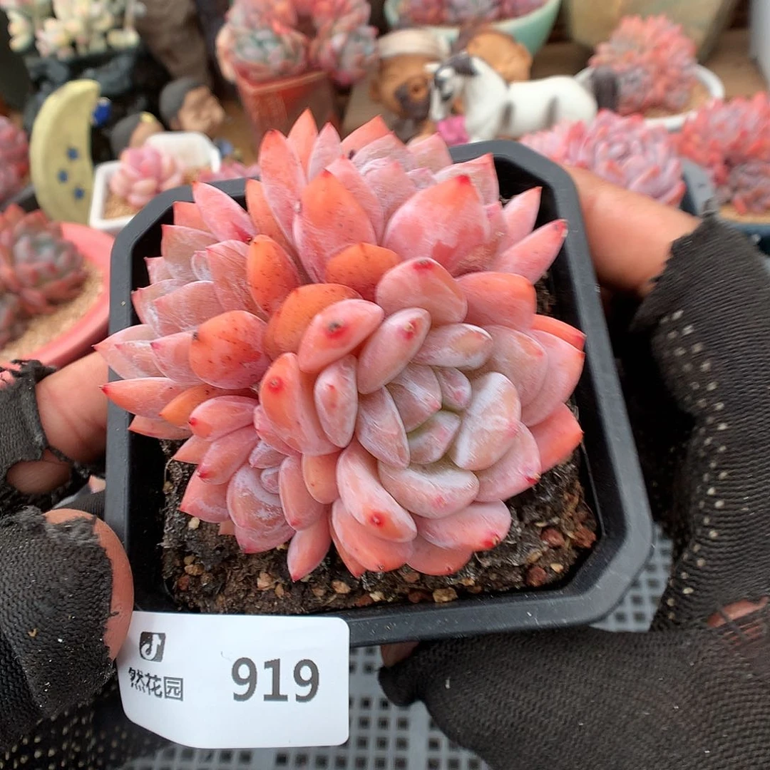 919雪天使多肉植物6666