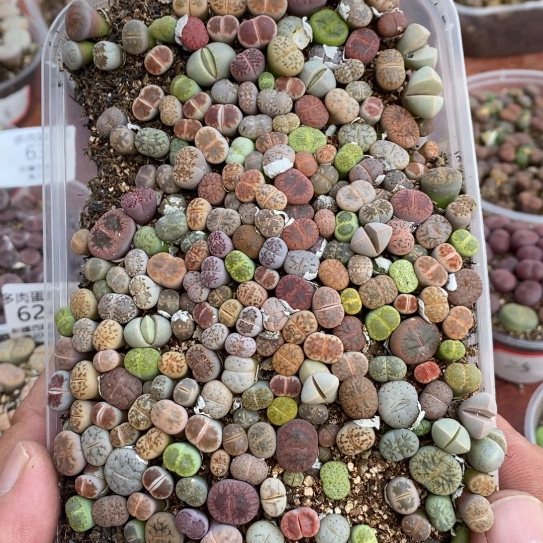 多肉蛋炒饭感谢您相伴636