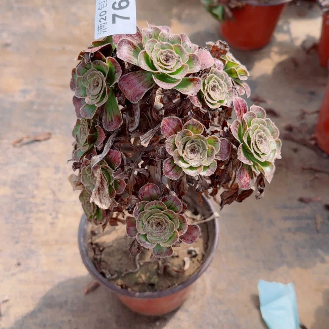 拉丝锦764满20包邮断枝不包