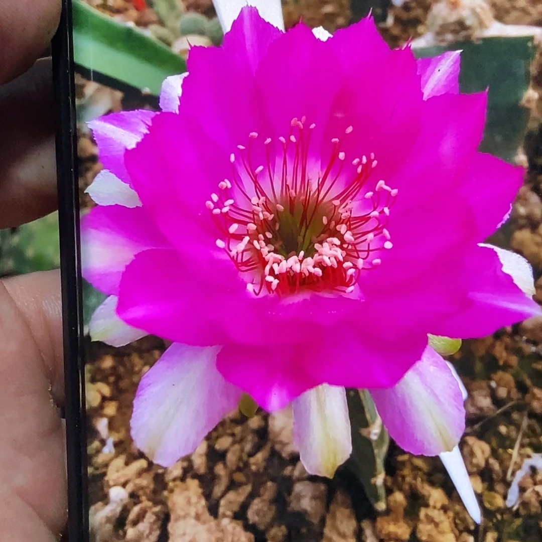 丽 红拂女侧芽歪20包邮/4公分以上