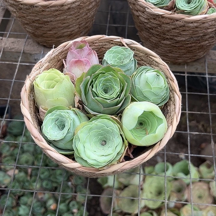 混播玫瑰单头8个