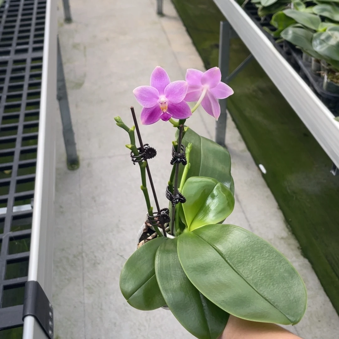 完全开放swr22FW雪花精灵交硬地狗