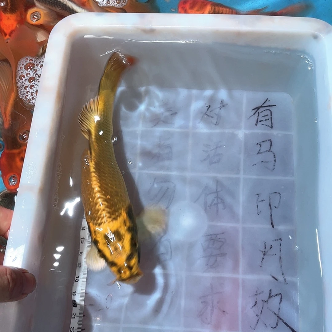 蝴蝶鲤渔场直发93