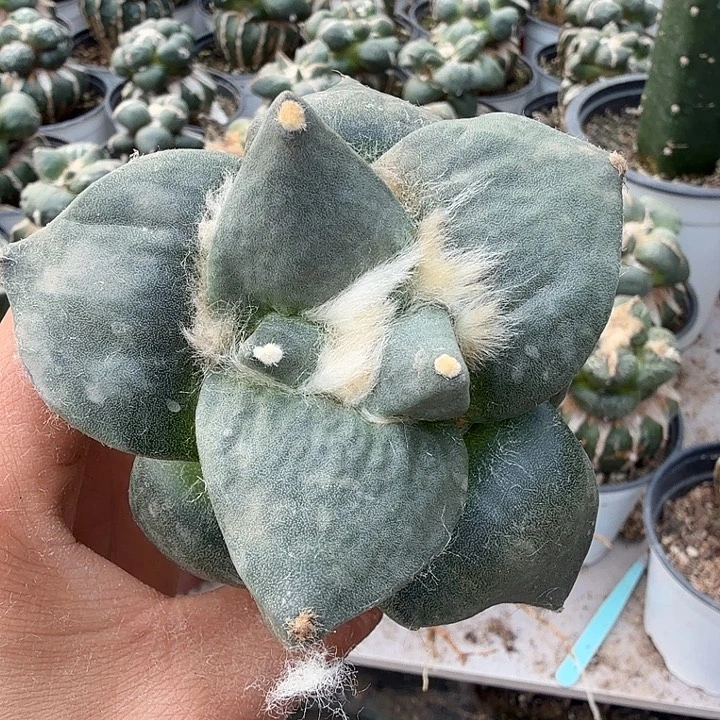 无花朵660大牛舌牡丹