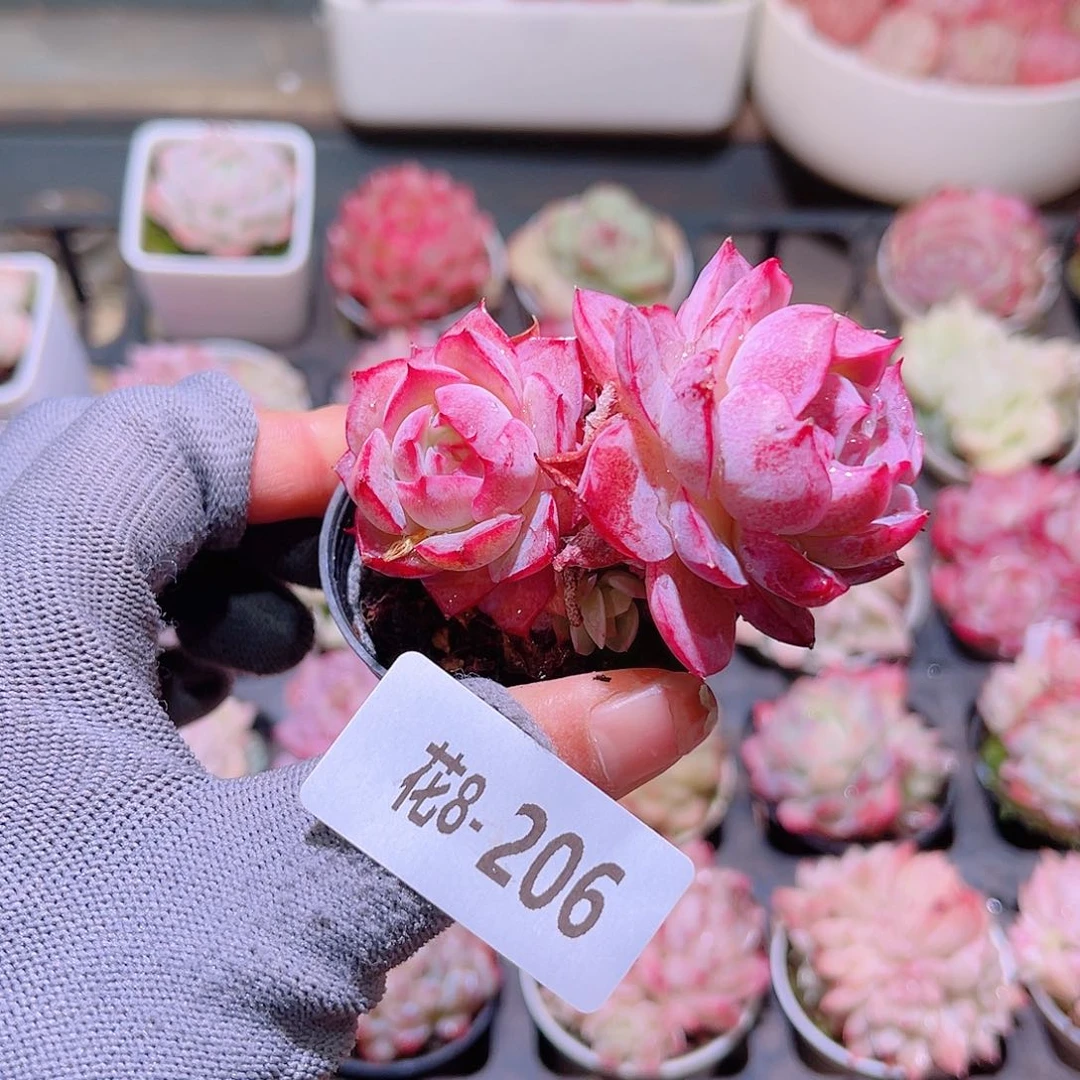 花08-206女王双头