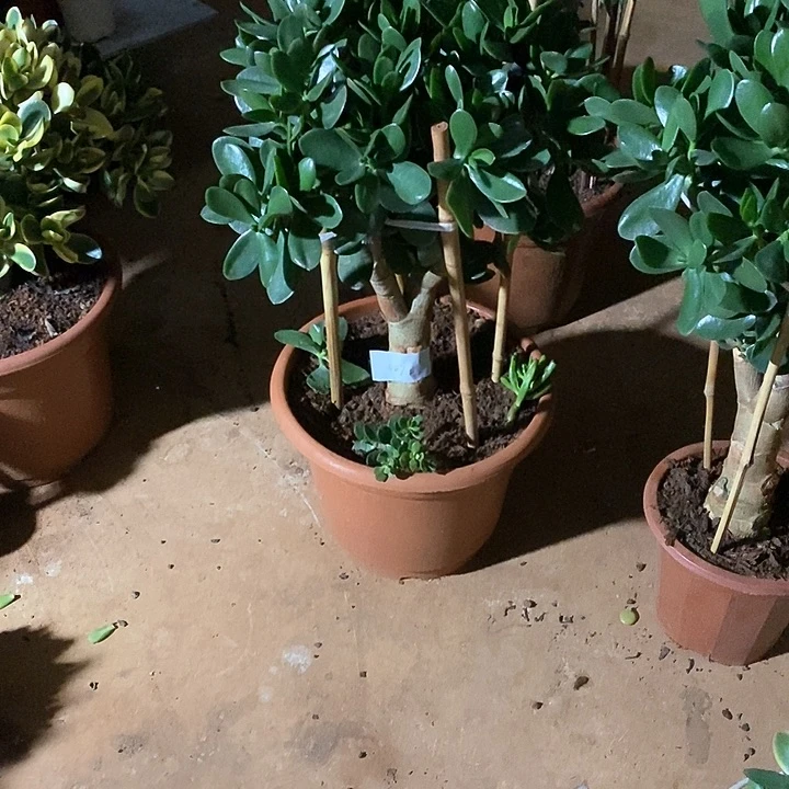 大棵青叶玉树植物脱盆土fa h