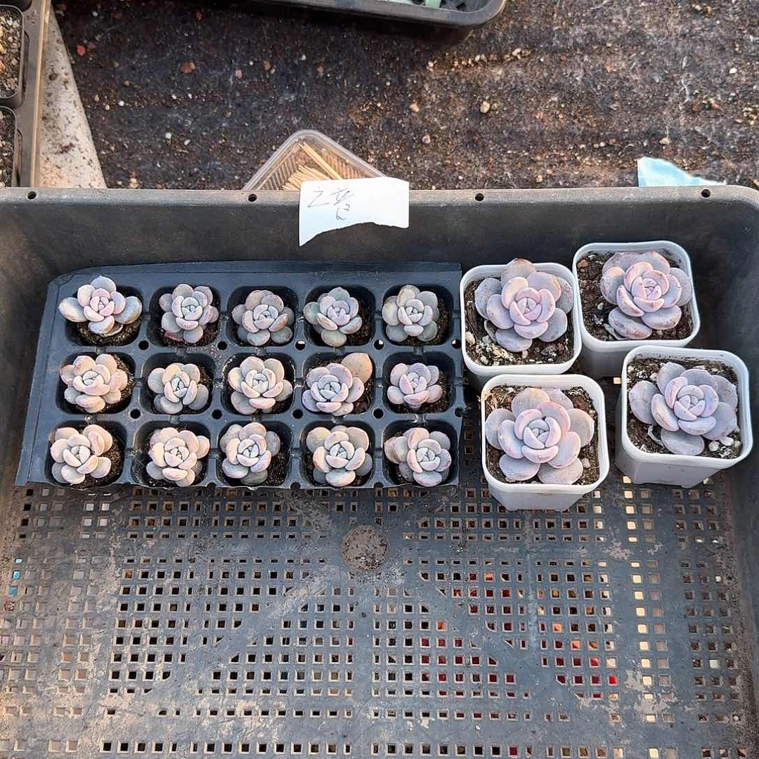 之音一物一拍专拍