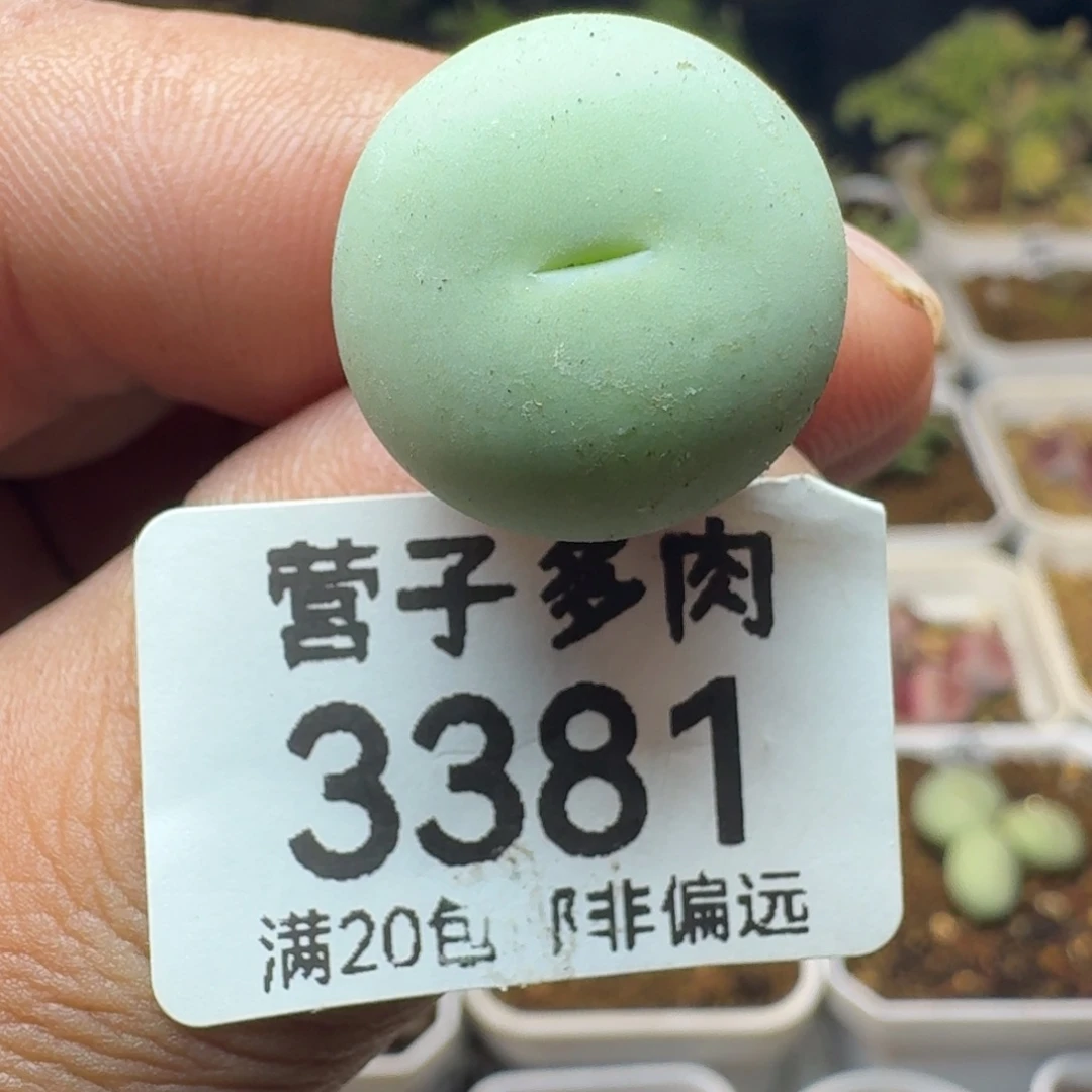 鸽子蛋脱土 1.8。