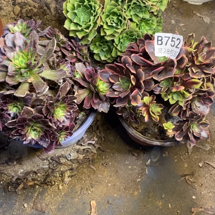 3盆多肉植物断头不包