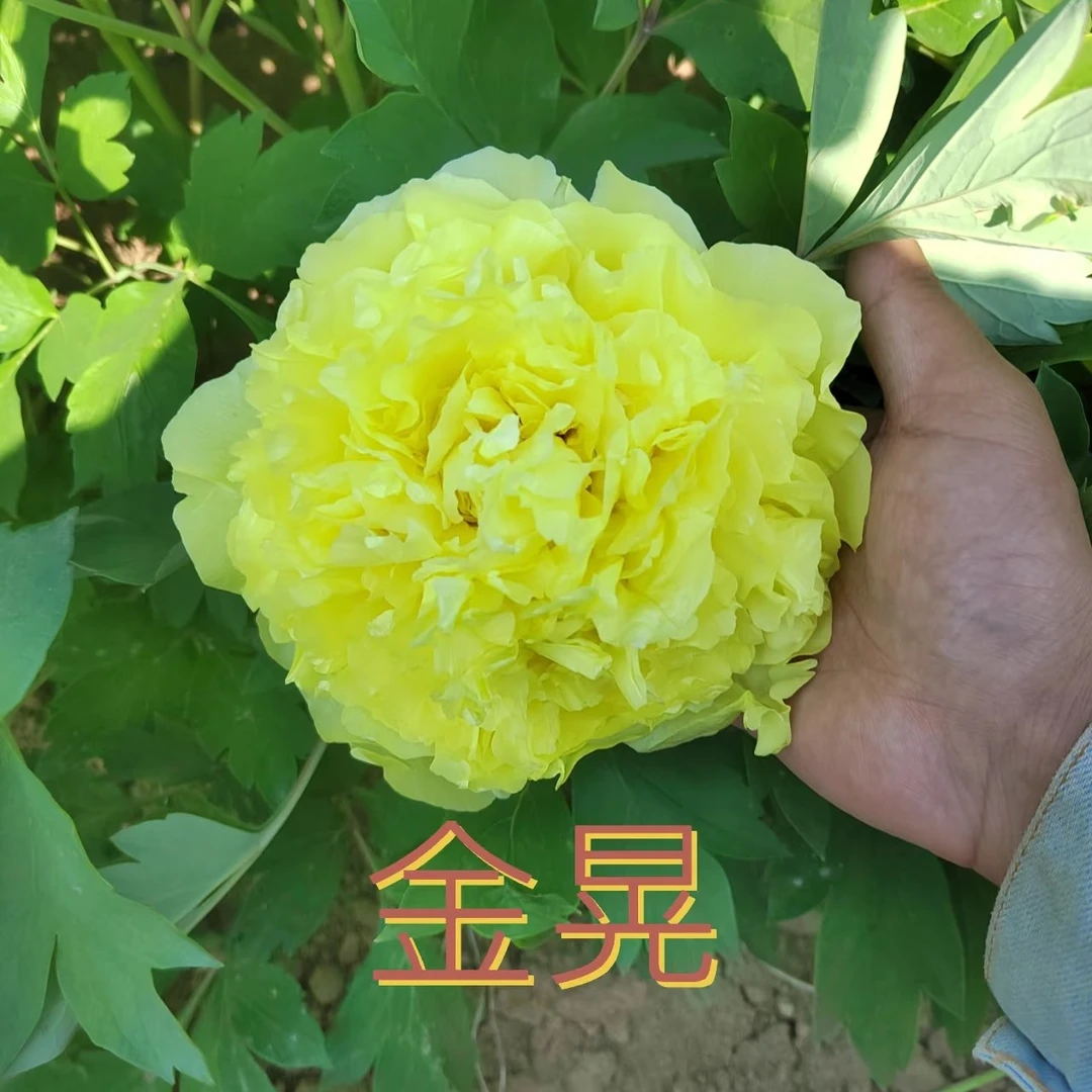 牡丹【金晃】 先发花肥秋季发花苗名品牡丹高端品种观赏牡丹