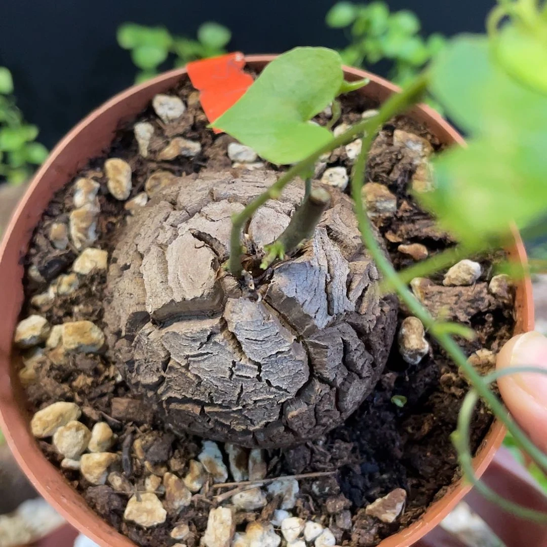 15龟甲龙不退不换