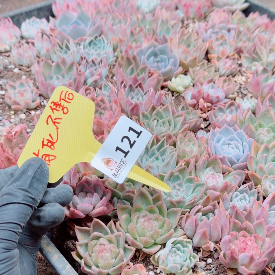 多肉植物多肉植物