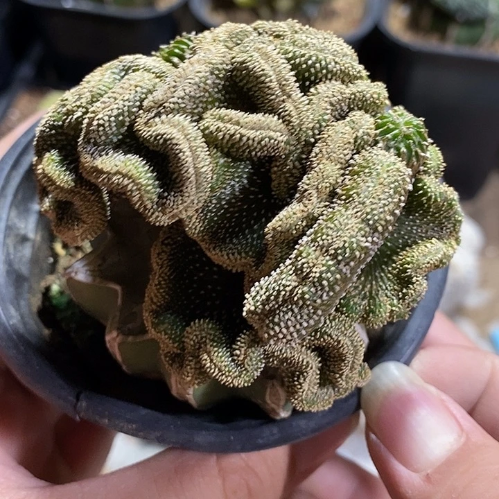 薄叶花笼缀化。357号