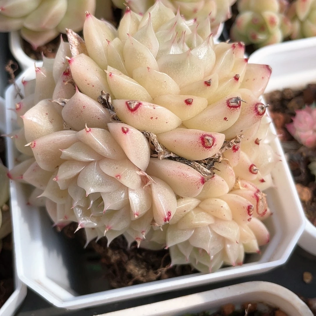 优选麦秆福利8822