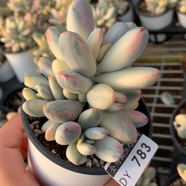 乒乓783多肉植物