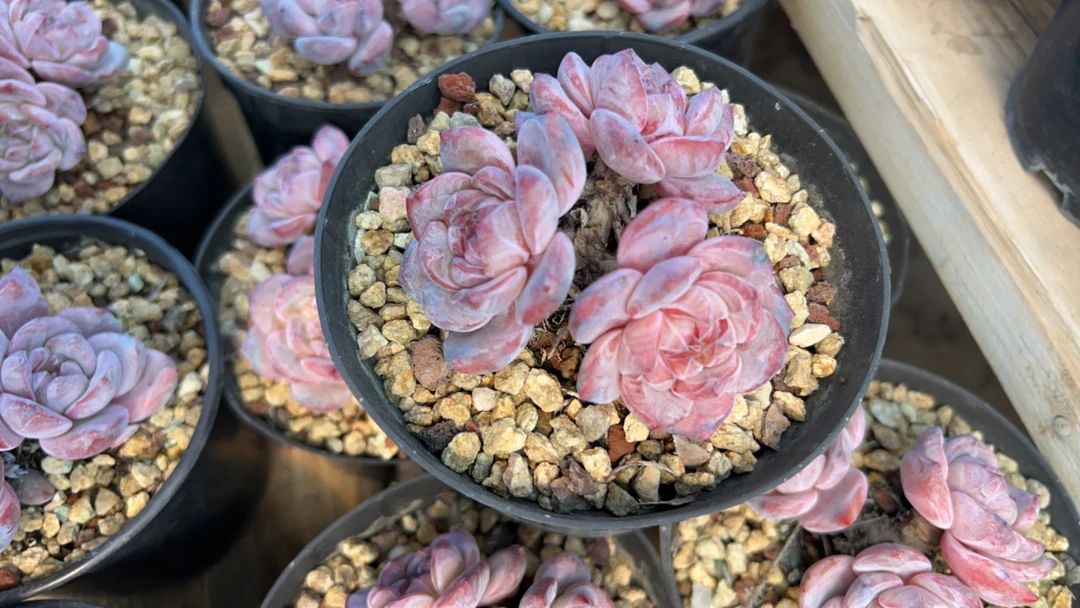 美少女星影多肉专拍带盆