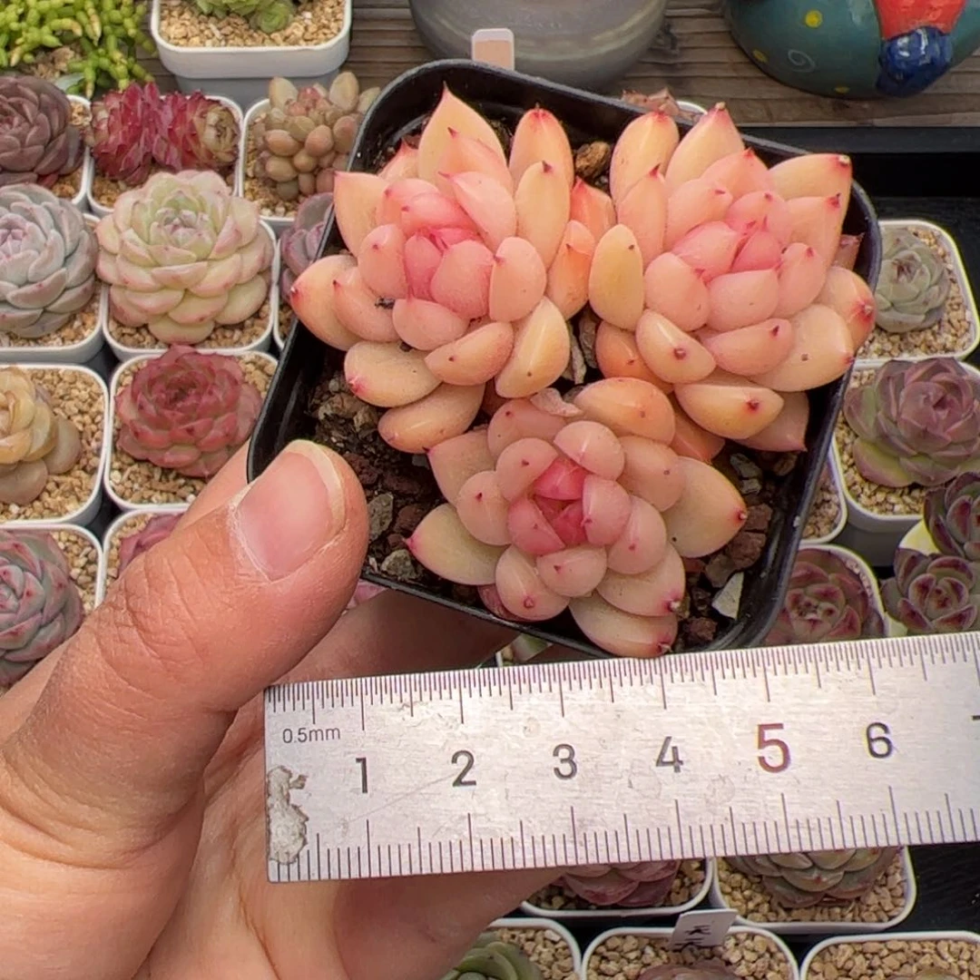 往**生320 多肉植物组合盆栽