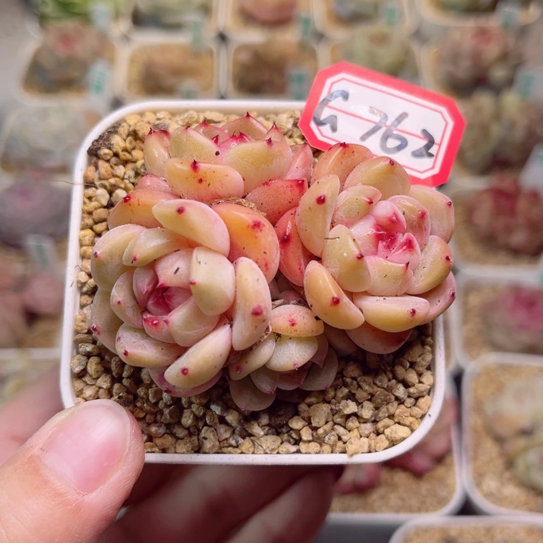 透*子G762一物一拍 孤品珍妮