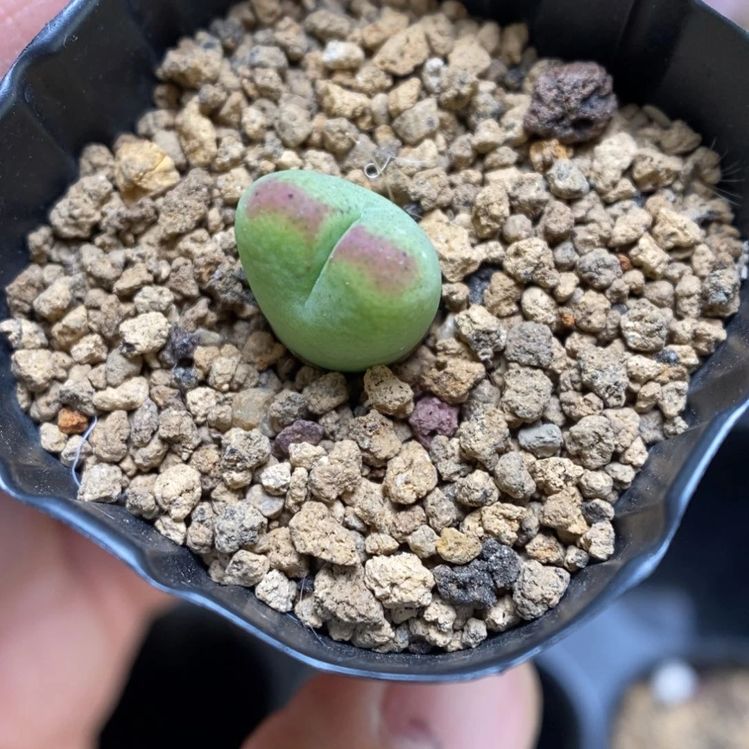 多肉植物肉锥杂交K-3753