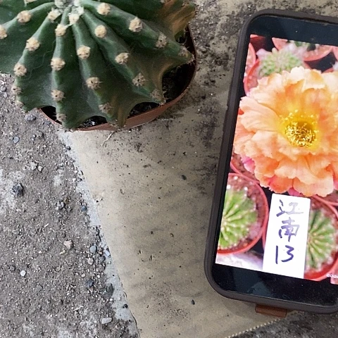 江南13，5公分左右