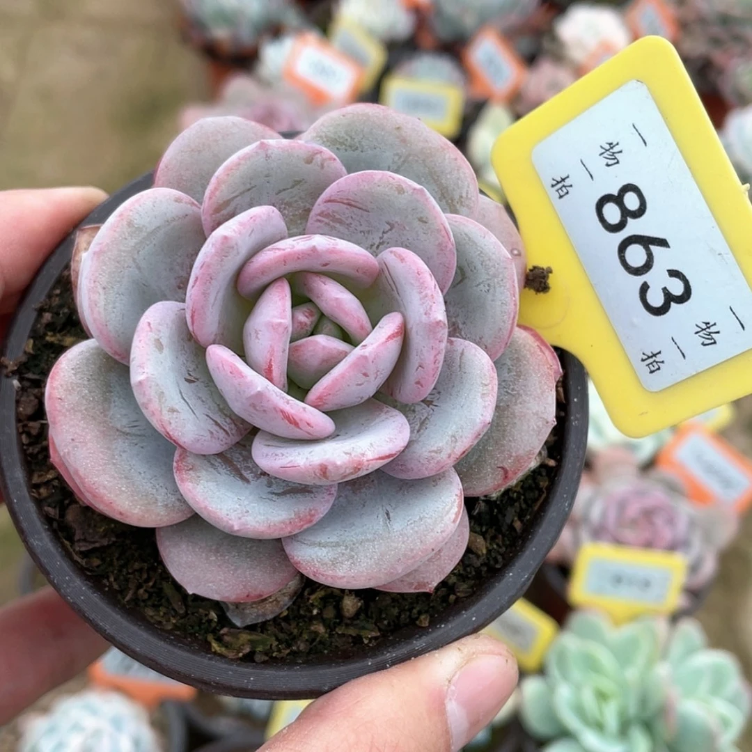 【闪购商品】?**?863号