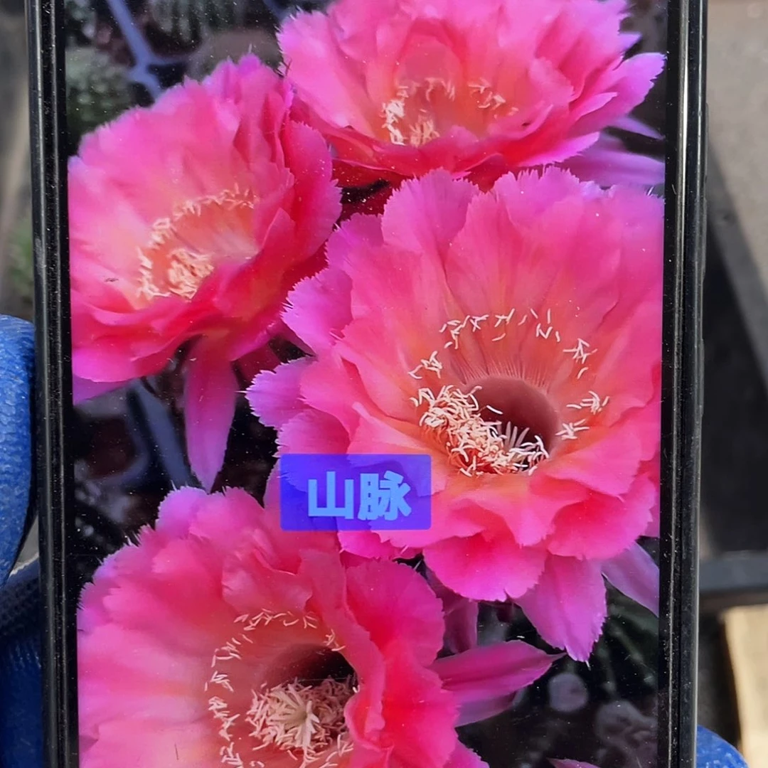 山脉侧芽歪一大一小