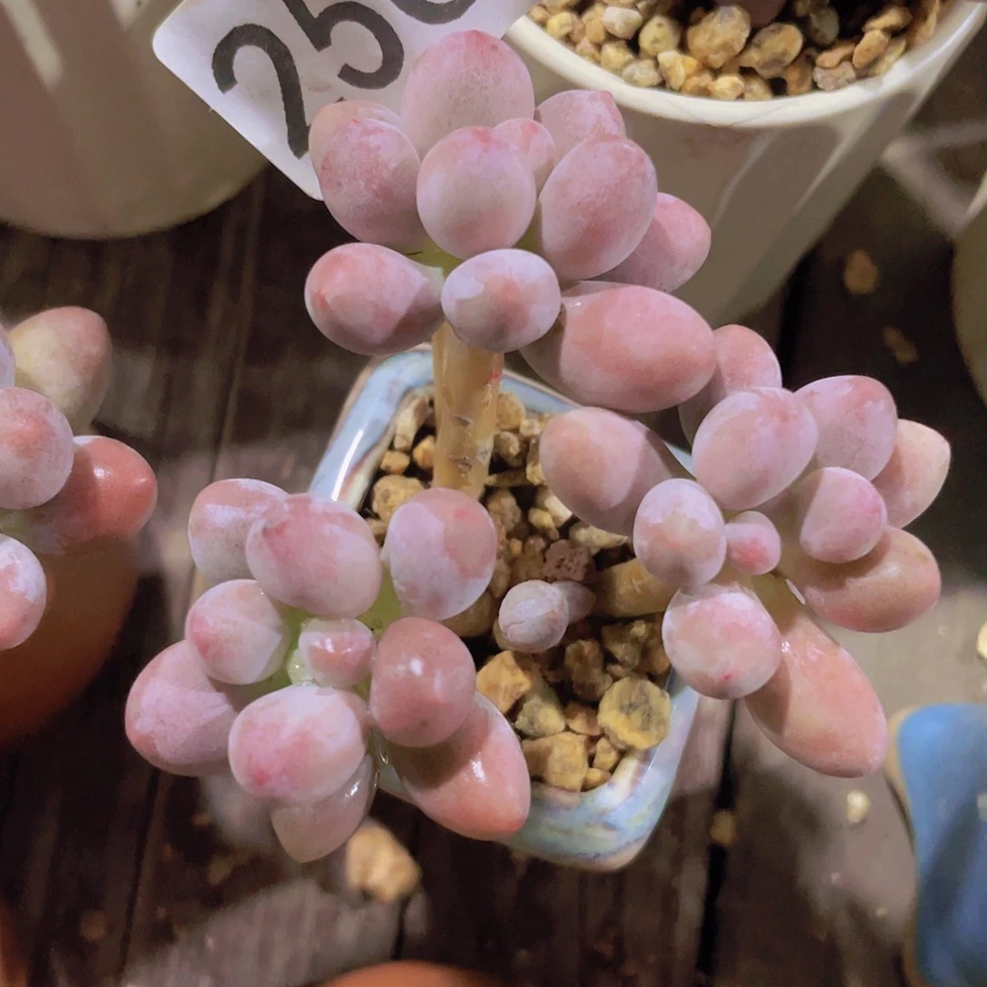 多肉植物多肉植物