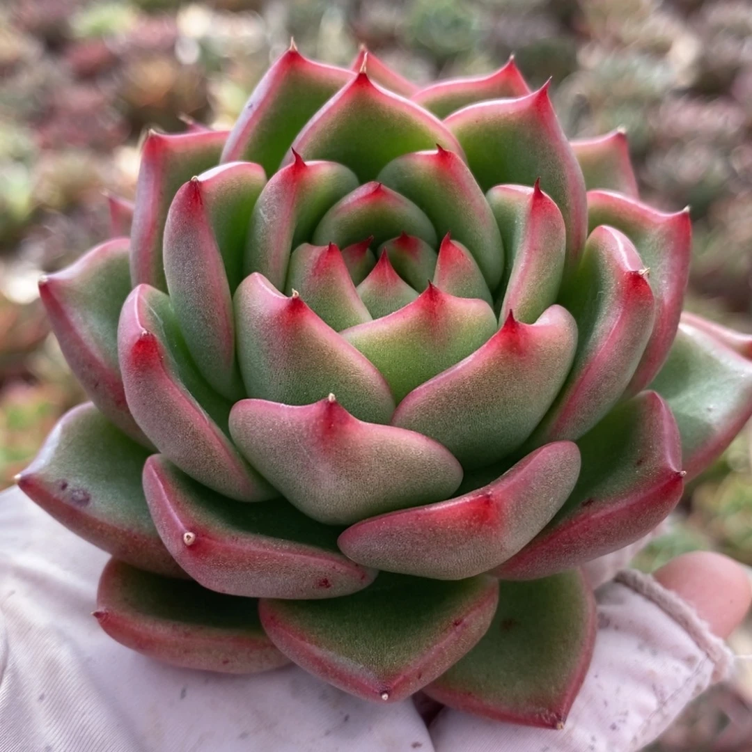 无花朵263 号东云系多肉植物