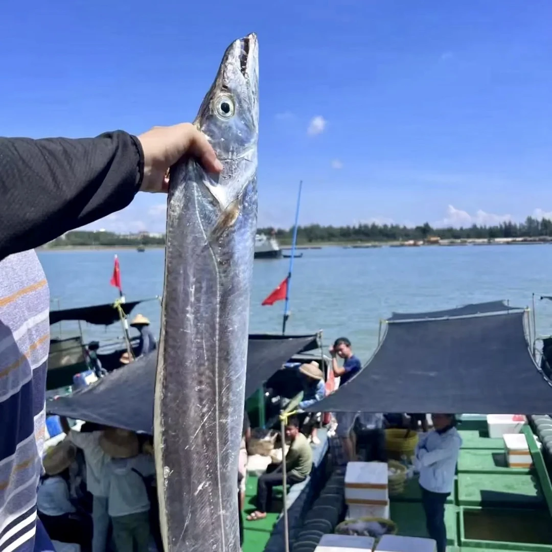 【找一品】汕尾本港 野生青章大带鱼 黄边带鱼香煎 红烧 清蒸 煮粥