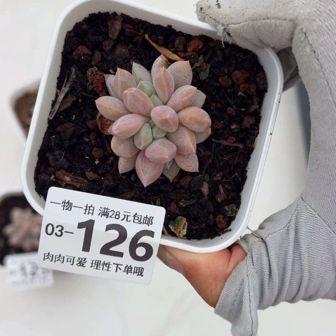 半夏缀多肉多肉多肉多肉