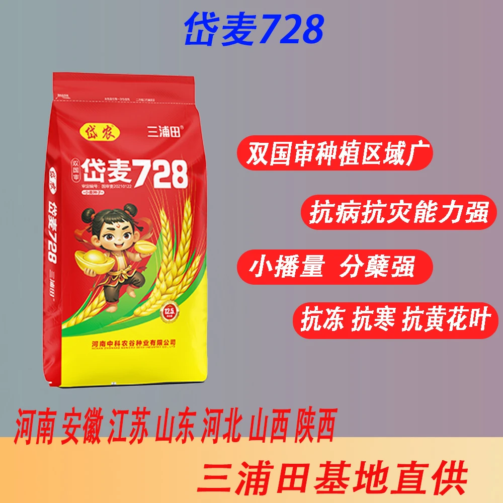 岱麦728（荣优）双国审抗倒抗病  高产量小麦种子