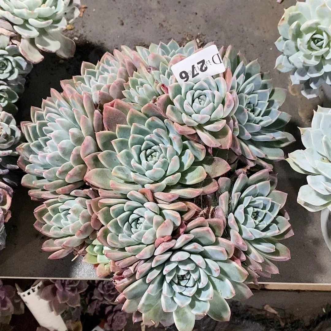 欧**苗276阿尔巴佳人多肉植物